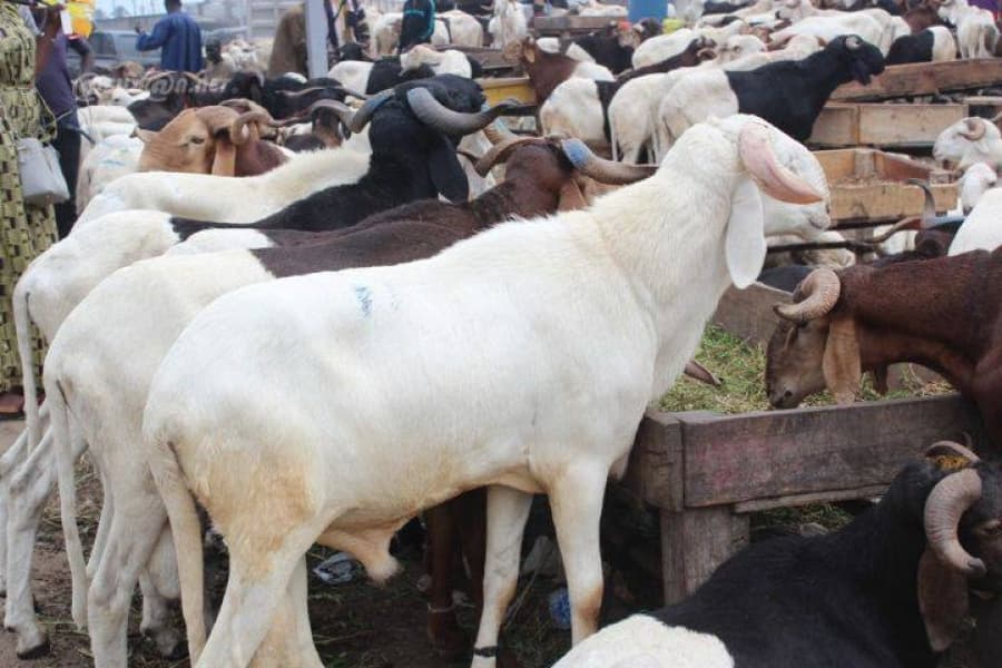 Délocalisation du parc à bétail : Affrontements violents à Port-Bouët