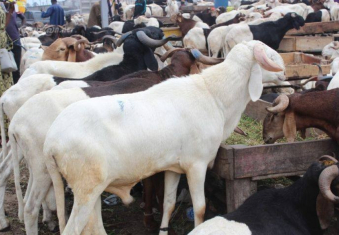 Délocalisation du parc à bétail : Affrontements violents à Port-Bouët