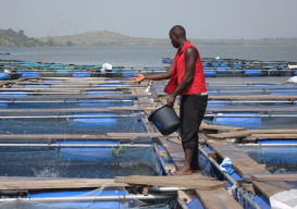 Développement de l'aquaculture: Des acteurs de la pêche invités à innover