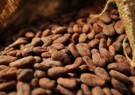 Développement de la filière cacao : La Côte d' Ivoire et le Ghana s'accordent