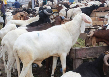 Délocalisation du parc à bétail : Affrontements violents à Port-Bouët